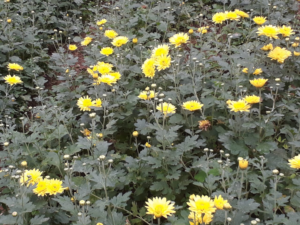 FINCA2